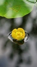 Plants, Flowers, Water, Water lilies till Fly ERA Style 4 IQ4418