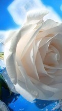 Flowers, ice, Plants, Roses till Samsung Google Nexus S