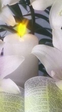 Ladda ner Flowers, Objects, Lilies, Candles bilden 540x960 till mobilen.
