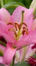 Plants, Flowers, Lilies till Nokia Lumia 630 