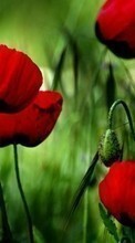 Flowers,Poppies,Plants till Samsung Galaxy Core 2