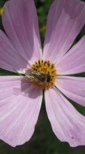 Ladda ner Flowers, Insects, Bees bilden 128x160 till mobilen.