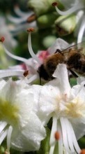 Ladda ner Plants, Flowers, Insects, Bees bilden 540x960 till mobilen.