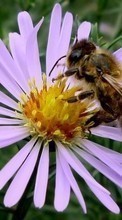 Ladda ner Plants, Flowers, Insects, Bees bilden 1024x600 till mobilen.