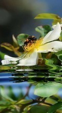 Ladda ner Flowers, Insects, Bees, Plants, Water bilden till mobilen.