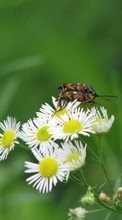 Ladda ner Plants, Flowers, Insects, Camomile bilden 240x320 till mobilen.