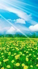 Flowers, Sky, Clouds, Dandelions, Landscape, Fields