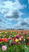 Ladda ner Flowers, Sky, Clouds, Landscape, Fields, Plants, Tulips bilden till mobilen.
