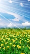 Ladda ner Landscape, Flowers, Fields, Sky bilden 1080x1920 till mobilen.