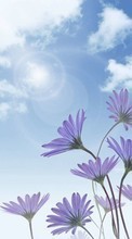 Flowers, Sky, Plants till Sony Ericsson W200