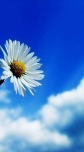 Plants, Flowers, Sky, Camomile till Samsung Galaxy Pocket Neo