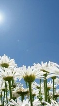 Ladda ner Plants, Flowers, Sky, Sun, Camomile bilden 240x400 till mobilen.