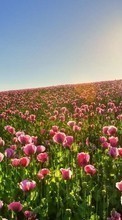 Flowers,Landscape,Fields,Plants till Sony Xperia Z3 Tablet Compact