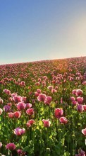Flowers, Landscape, Fields, Plants, Sun, Tulips