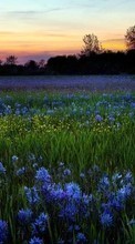 Flowers, Landscape, Fields, Sunset till Motorola Defy