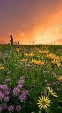 Flowers,Landscape,Fields,Sunset till Samsung Galaxy S3 mini