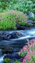 Plants, Landscape, Flowers, Rivers