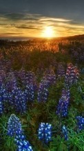 Ladda ner Plants, Landscape, Flowers, Sunset, Sun bilden 320x240 till mobilen.