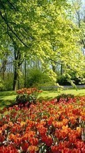 Ladda ner Plants, Landscape, Flowers, Tulips bilden 320x240 till mobilen.