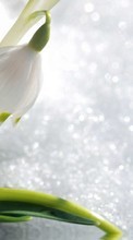 Flowers, Snowdrops, Plants till HTC One mini 2