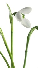 Flowers, Snowdrops, Plants till HTC Desire 820
