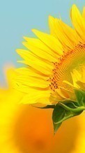 Flowers,Sunflowers,Plants till Apple iPod touch 3G