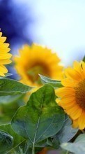 Flowers,Sunflowers,Plants till Samsung Galaxy A8