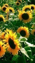Ladda ner Plants, Flowers, Backgrounds, Sunflowers bilden 1280x800 till mobilen.