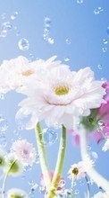 Plants, Flowers till Samsung Galaxy Note 20