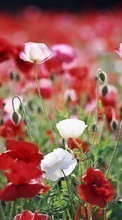 Plants, Flowers till Xiaomi Redmi 1s