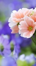 Flowers, Plants till HTC Desire VT