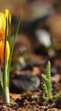 Flowers, Plants till Samsung Omnia HD i8910