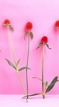 Flowers, Plants till HTC Desire 510