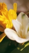 Flowers,Plants till Sony Ericsson txt pro