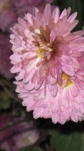 Plants, Flowers, Chrysanthemum till Sony Ericsson W350