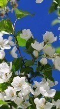 Flowers,Plants till HTC Sensation XL