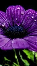 Flowers,Plants till Samsung Galaxy Note 5