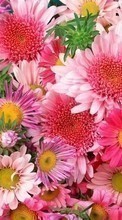 Flowers,Plants till Samsung Galaxy J2