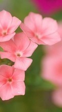 Plants, Flowers till HTC Desire 310