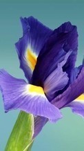 Flowers, Plants, Iris till Samsung Galaxy J1