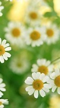 Flowers,Plants,Camomile till HTC Desire S