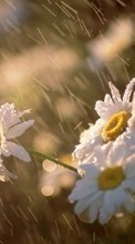 Flowers,Plants,Camomile till Nokia E71