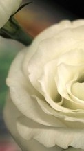Flowers, Plants, Roses till HTC Sensation XE