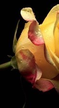 Flowers, Plants, Roses till HTC Desire 820