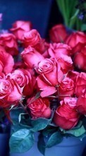 Flowers,Plants,Roses till HTC Desire S