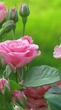 Flowers,Plants,Roses till Samsung D600