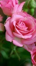Flowers,Plants,Roses till Sony Xperia Tipo ST21i