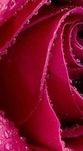 Flowers,Plants,Roses till HTC Sensation XL