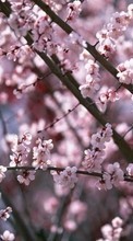 Ladda ner Plants, Flowers, Cherry, Sakura bilden 320x240 till mobilen.