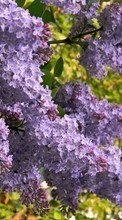 Flowers, Plants, Lilac till Samsung B3210